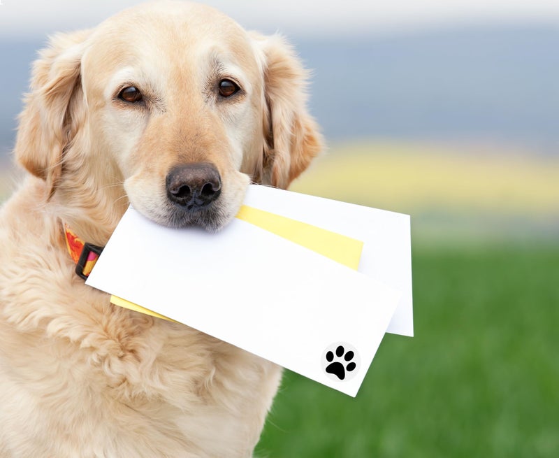 Fundraising For A Cause 250 Paw Print Awareness Stickers - Fundraise for Animal Rights, Stop Abuse, Perfect for Pet Lovers, Businesses, Clinics, Labels, Scrapbooks - Image 4